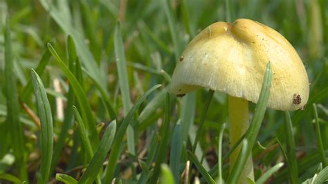 Mushrooms Popping Up In Lawns Could Be Toxic