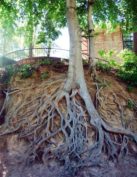 Tree Roots Exposed Photograph By Martin Labar Flickr In Greenfield