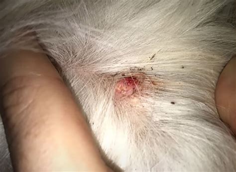 Lump Behind Dogs Ear 3 Common Cause And What Should You Do