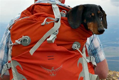 Backpacks For Carrying Dachshunds