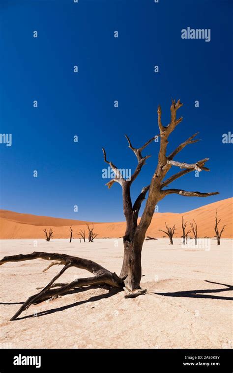 Dead Lake Dried Up Bed Dead Trees Deadvlei Namib Desert Namib