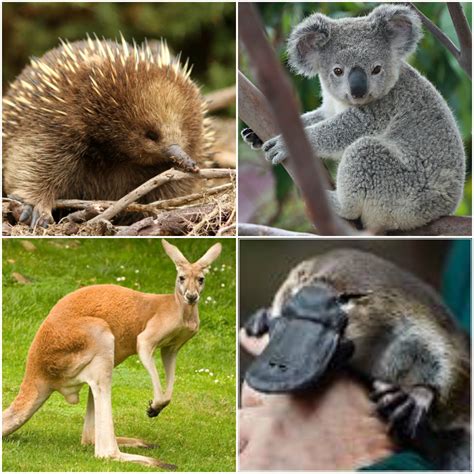 Australia Native Animals Facts