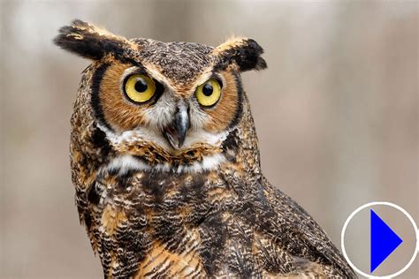 Live Streaming Webcam Great Horned Owls International Owl Centre