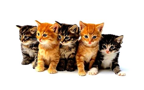 Cute Kittens Kittens Wallpaper 16094703 Fanpop