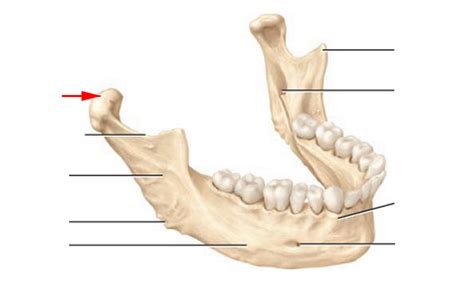 Identify These Bones Of Facial Skeleton Flashcards Flashcards By Proprofs