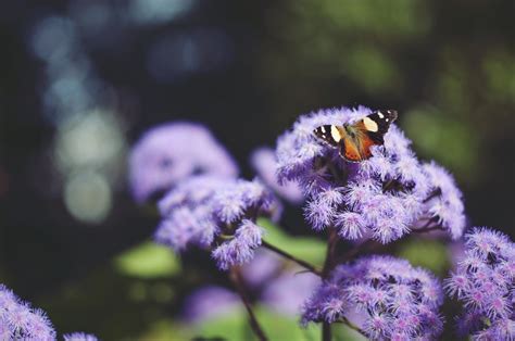 Animals Photography Macro Insect Yellow Pollen Bees Fly Diptera