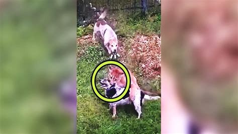 Un puma attaque un chien dans une maison mais son ami le défend et lui