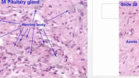 Anterior Pituitary Gland Microscopic Image