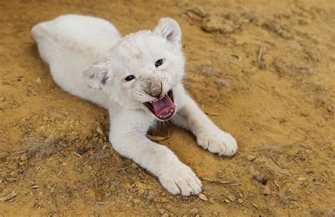 Endangered White Lion Cub On Display At Texas Sanctuary