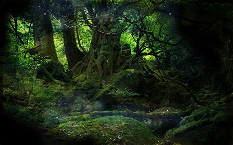 Mystical Forest Love The Moss Taking Over The Woods Follow Our