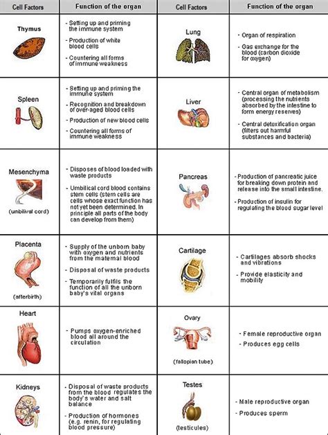 Organ Systems And Functions Chart Images And Photos Finder