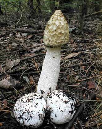 Penis Mushroom All Mushroom Info