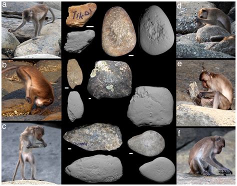 Photos Monkey Tool Use Points To A Simian Stone Age Live Science