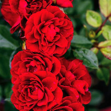 Red Sunblaze Rose For Sale Online The Tree Center