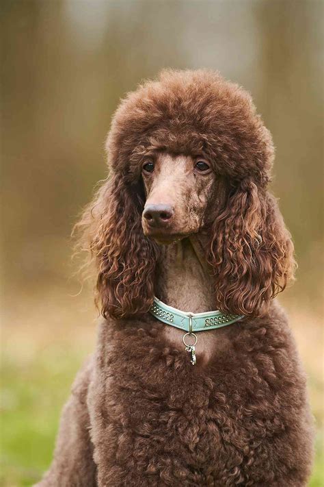 Standard Poodle Dog Breed Information And Characteristics Daily Paws