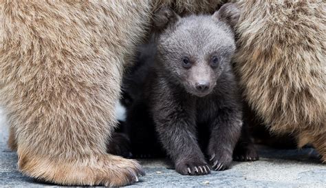 1.bawa lensa tele yang pertama kalian harus persiapin lensa. FOTO: Tingkah Lucu Bayi Beruang Cokelat Suriah di Kebun Binatang Swiss - Global Liputan6.com