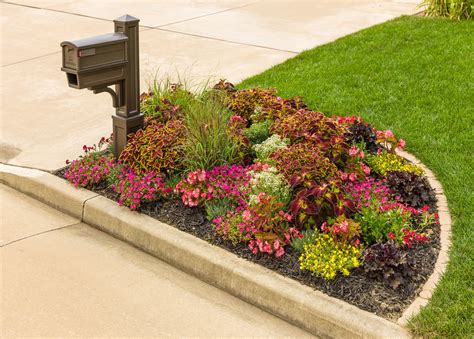 It's perfect for a smaller garden or as an edging plant. Low Scape Mound® - Aronia melanocarpa | Proven Winners