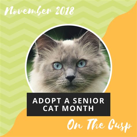 November Is Adopt A Senior Cat Month