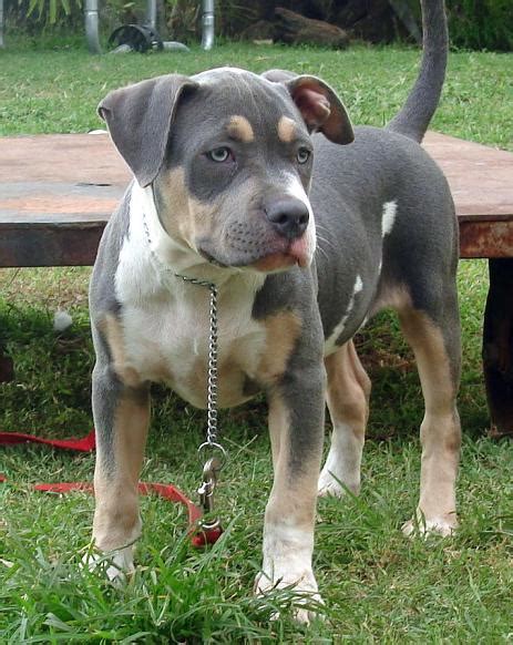 For the pitbull and paroles adoption fee, the pitbull dog will be spayed or neutered with fully vaccinated. blue tri color pit bull puppies