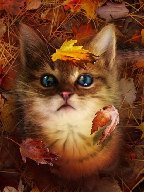 Cute Kitty And Fall Leaves Pictures Photos And Images For Facebook