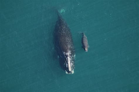 Newborn Right Whale Calf Swimming With Its Mom Pictured Off Georgia
