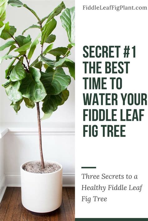 You may be unsure about the output of a garden nozzle or sprinkler. Learn the best time to water your Fiddle Leaf Fig Tree to ...