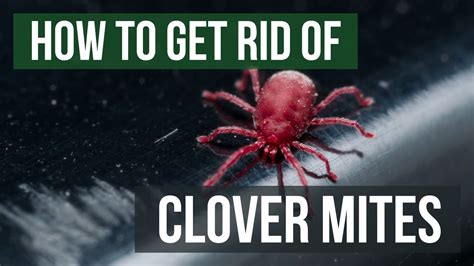 How To Get Rid Of Clover Mites 4 Easy Steps Youtube