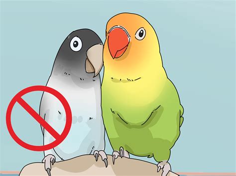 How To Determine The Sex Of A Lovebird 6 Steps With Pictures
