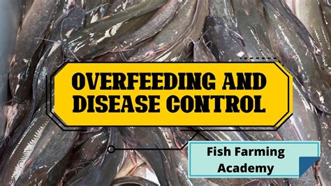 Catfish Farming In Nigeria Overfeeding And Disease Control Youtube