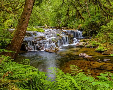 Sweet Creek Falls Waterfall In Oregon Usa Stream River Cascades