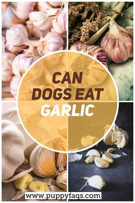 All you need to know. Can Dogs Eat Garlic? Is It Safe in 2020 (With images ...