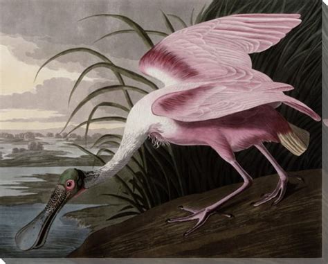 Roseate Spoonbill Bird Wrapped Canvas Giclee Print Wall Art Wall