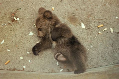 Baby Bear Sleeping Imgur Grizzly Bear Cub Bear Cubs Animals Bugs