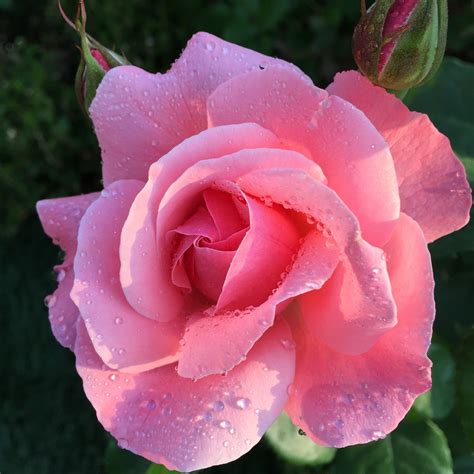 Rose Flower Trickle Pink Free Photo On Pixabay Pixabay