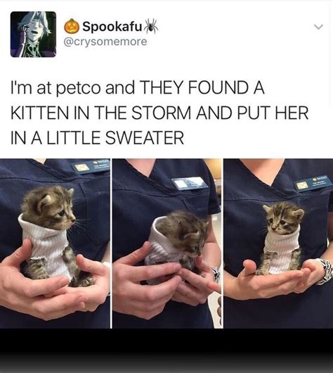 The Kitten Is Wrapped In A Sweater And Being Held Up By Someones Hands