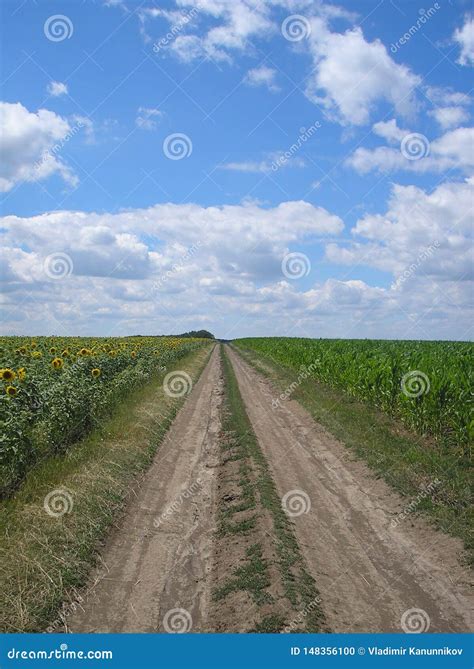 Summer Field Dirt Road Stock Photo Image Of Corn Calm 148356100