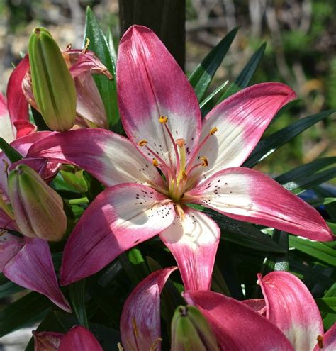 Asiatic And Oriental Lilies What Is The Difference