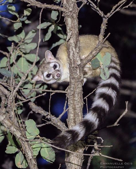 People Are Loving These Adorable Ringtail Cats That Are