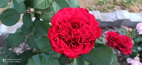 Ranczo Elma Róża Rosa Admiral