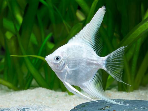 Welkom op de website van aquariumspeciaalzaak de maanvis! Pterophyllum scalare Platinum / Maanvis | Tropische vissen ...