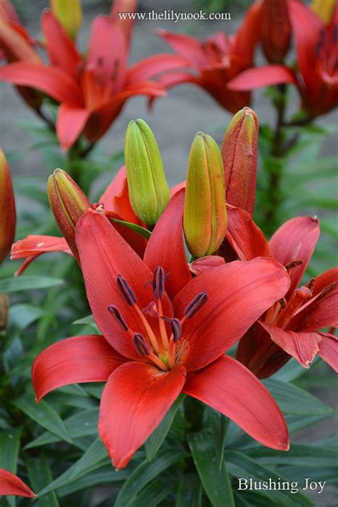 Asiatic Lily Blushing Joy Just Got These To Plant