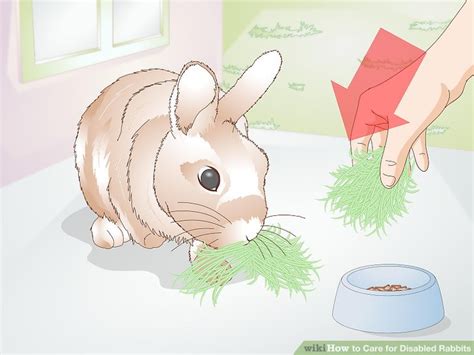 How To Care For Disabled Rabbits With Pictures Wikihow Pet