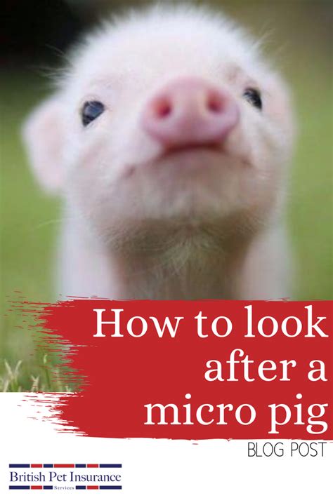 The kinds of pot bellied pigs below may be called different things depending on the breeder, rescue, or organization. A beginners guide to micro pigs. How big do micro pigs ...
