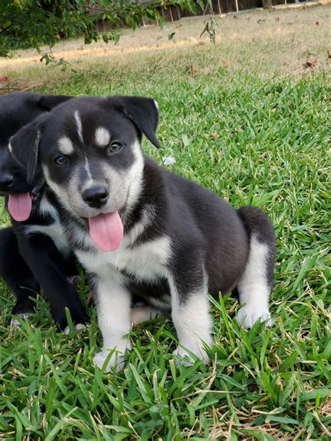 The alaskan husky began attracting attention with the alaskan gold rush in the late 1800's. Alaskan Husky Puppies For Sale | Copperas Cove, TX #334612