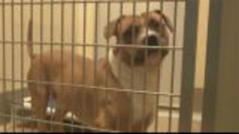 Dekalb County Animal Shelter Issues Urgent Plea For Adopters The