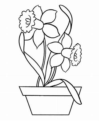 Daffodil Coloring Pottery Pages Outline Drawing Flower