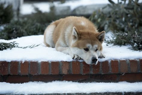 Be prepared to cry a lot, i warn you. Hachiko: A Dog's Tale - AsianWiki
