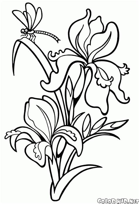 In acolore.com trovare centinai di disegni di fiori per colorare online gratis. Disegni da colorare - Giglio