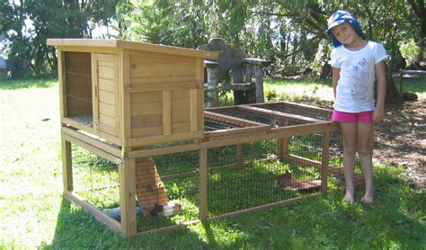 How temperature affects pig growth. Meanwhile, back at the ranch: Guinea Pig dramas