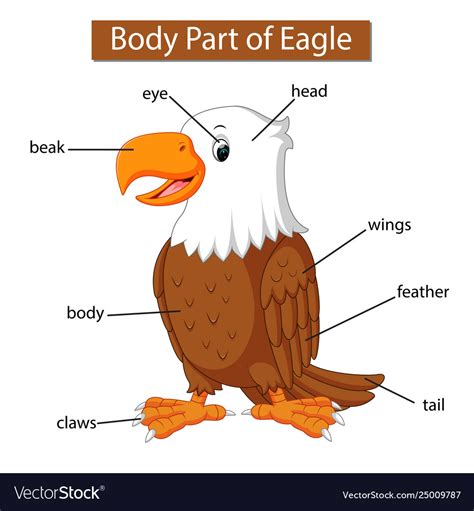 Learn vocabulary, terms and more with flashcards, games and other study tools. Eagle Skeleton Anatomy